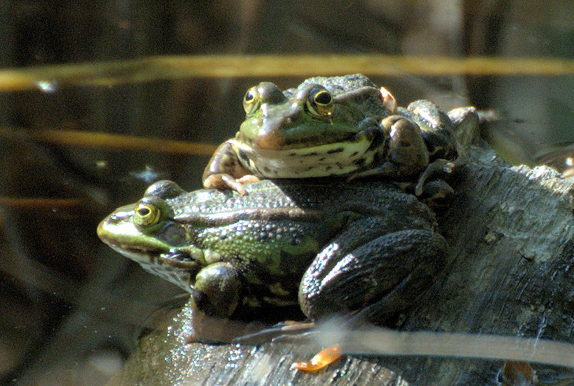 Kroete08