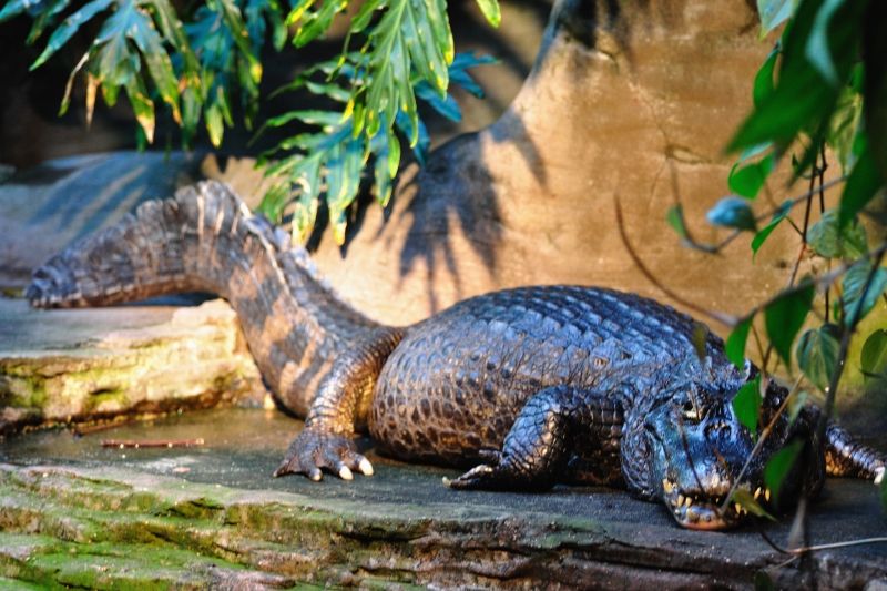 Kroko im Vancouver Aquarium