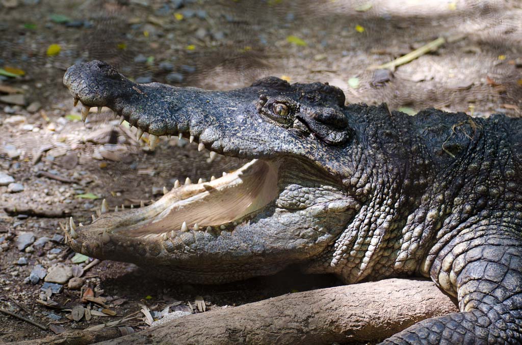 kroko