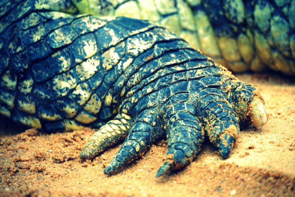 kroko