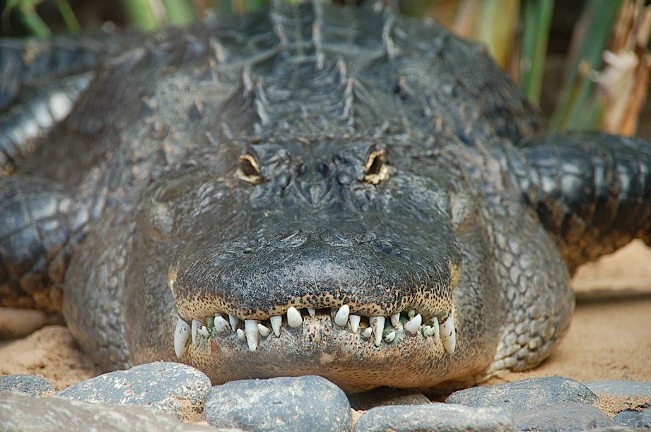 Krokodil 1
