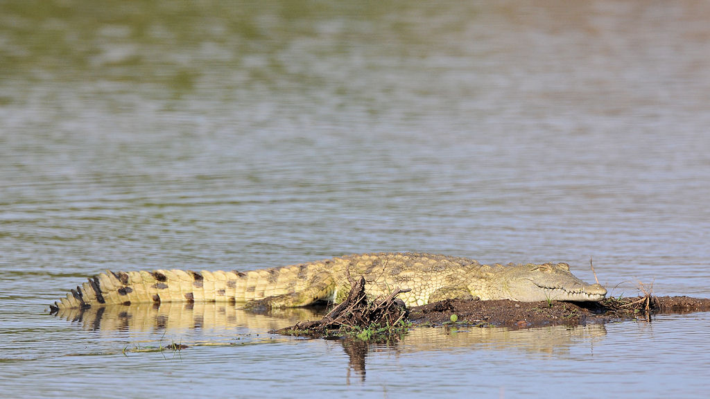 Krokodil im Luangwa River
7588