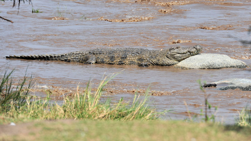 Krokodil im Mara River, Serengeti
0755