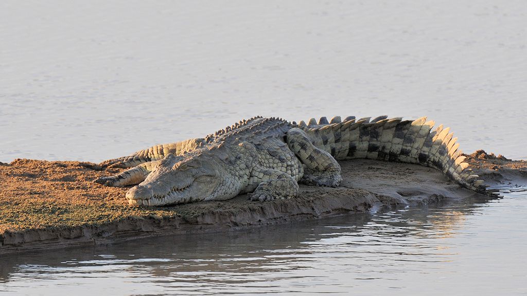 Krokodil
South Luangwa
8839