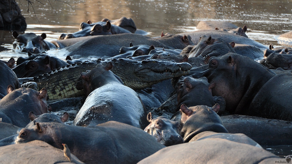 Krokodil und Nilpferde
Katavi Nationalpark

s1123 Katavi Krokodil 0416