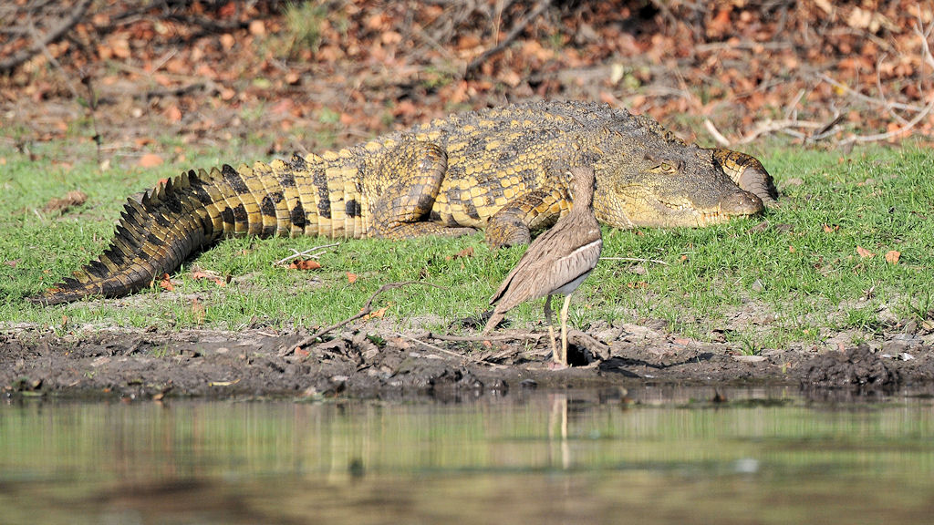Krokodil und Triel
Lufupa River, Kafue
7046