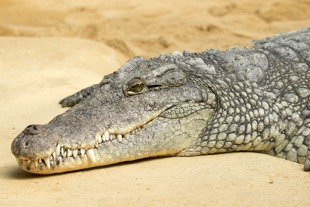 Krokodil Zoo Köln