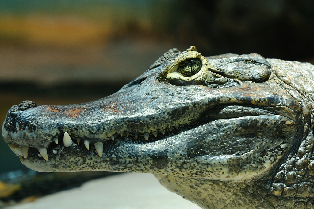 Krokodil1