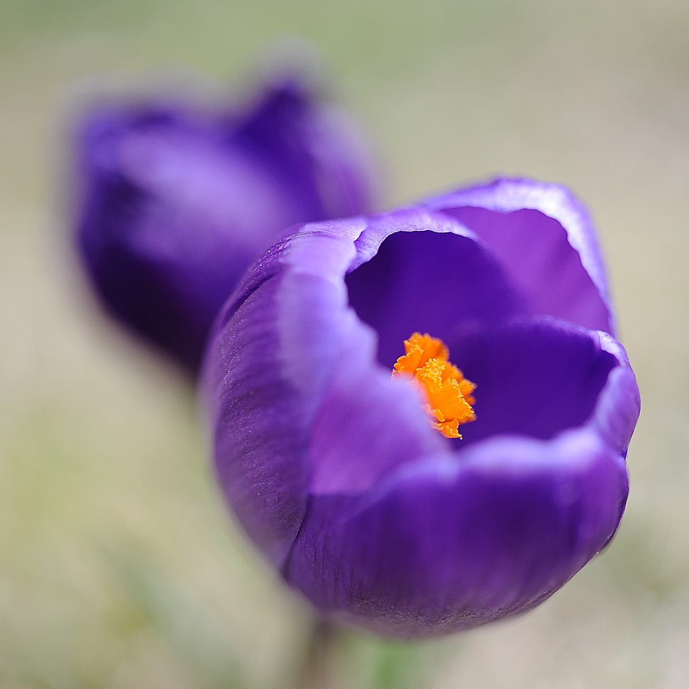 Krokus 02