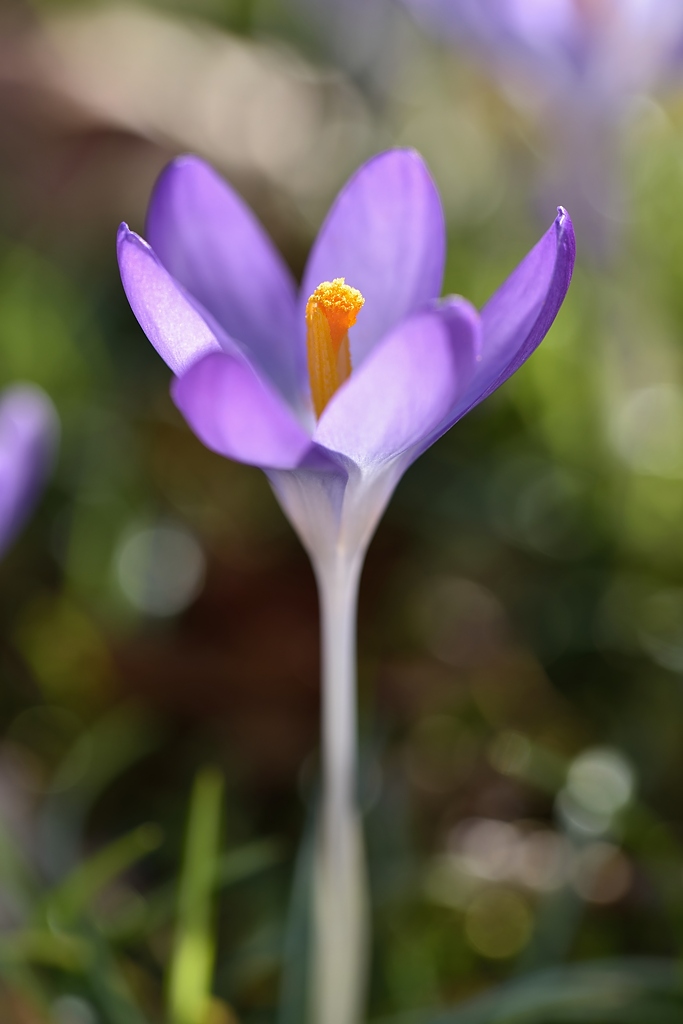 Krokus 032015 2