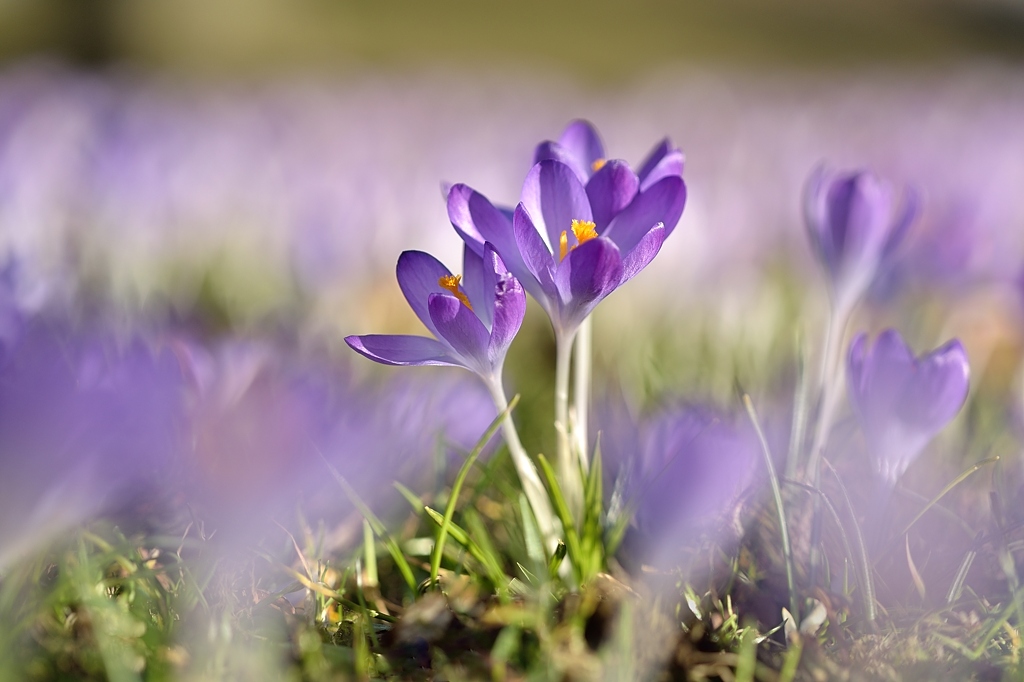 Krokus 032015 3
