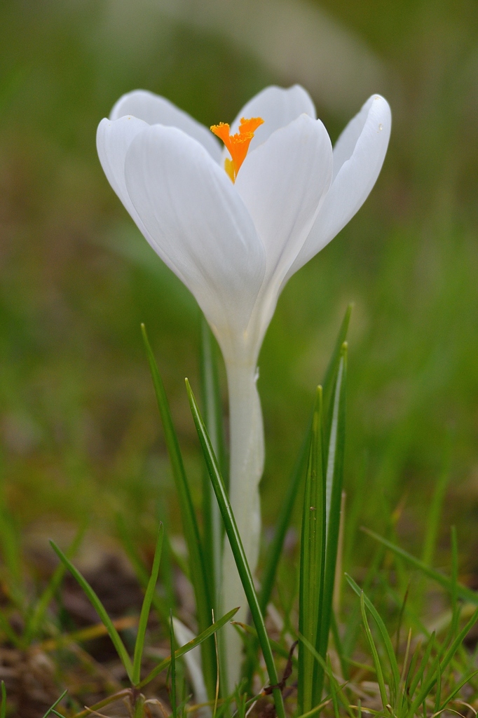 Krokus 032015 4