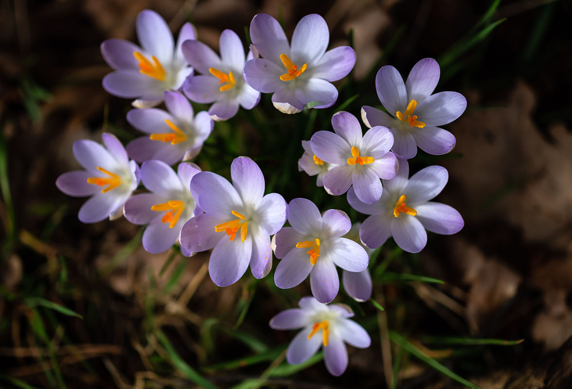 Krokus 2.jpg