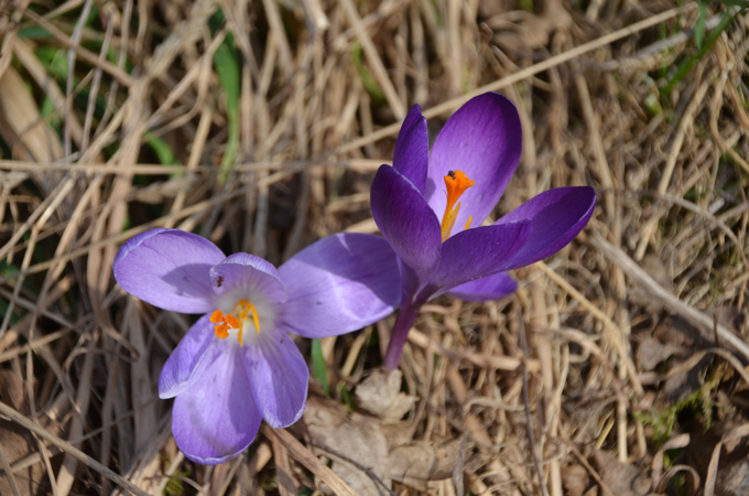 Krokus 2