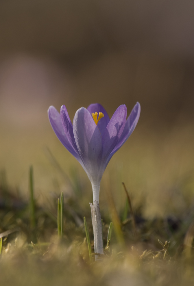 krokus 2