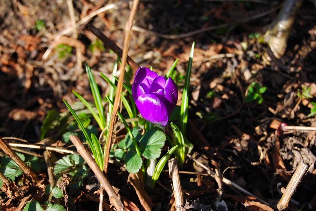 Krokus, 2010