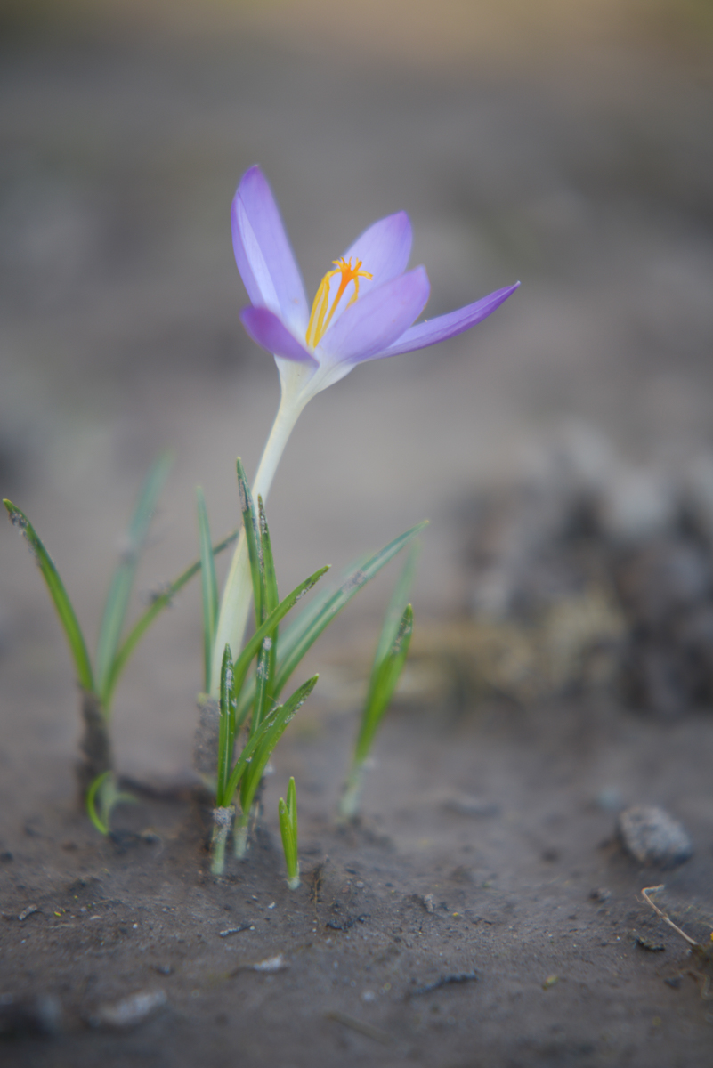 Krokus.
Aufgenommen mit Rodenstock Rotelar 85/4 und NIII-Nahlinse.