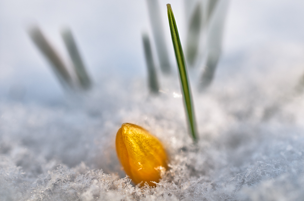 Krokus im Februarschnee (4 von 5)