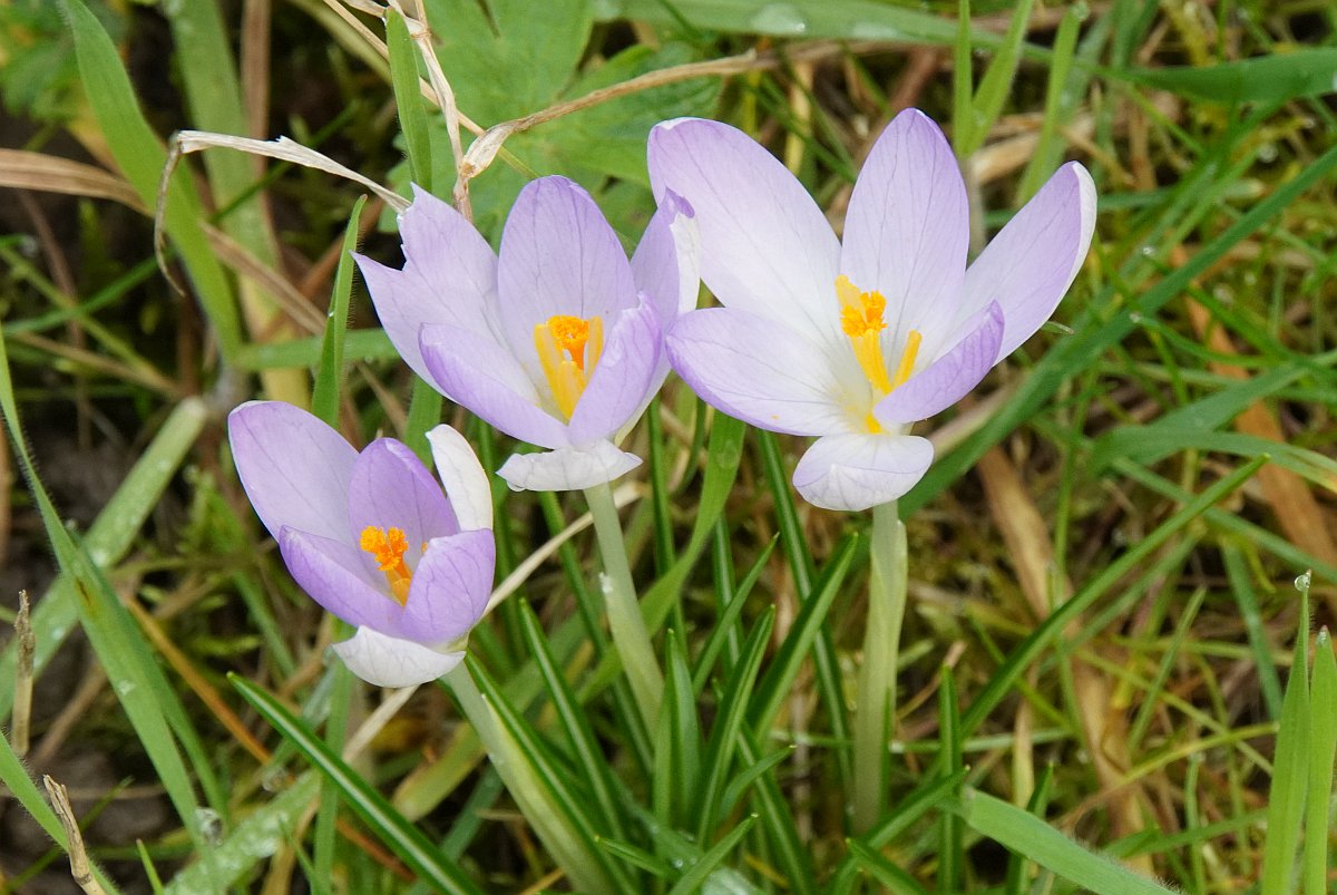 Krokus.jpg