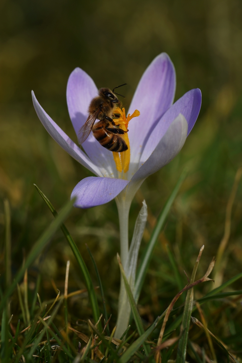 Krokus mit Besuch