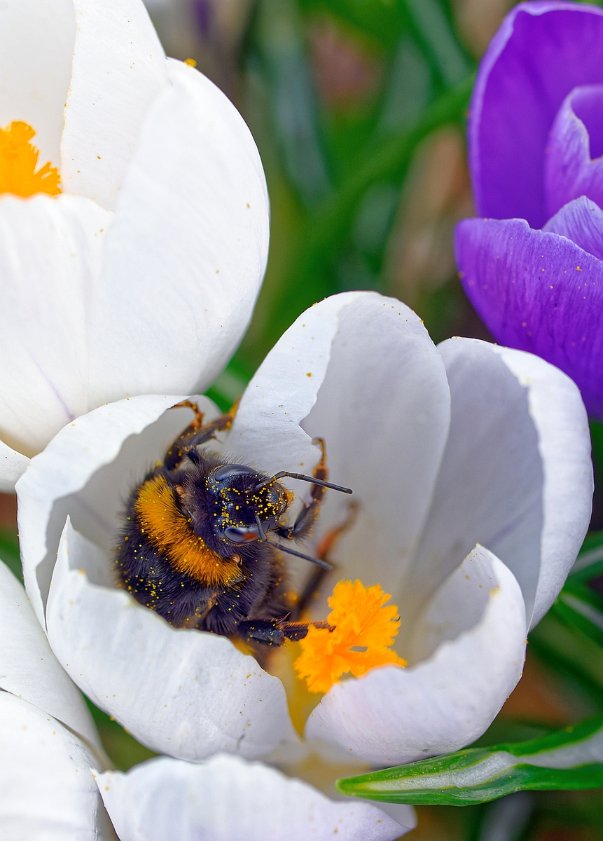 Krokus mit Besucher 2.jpg