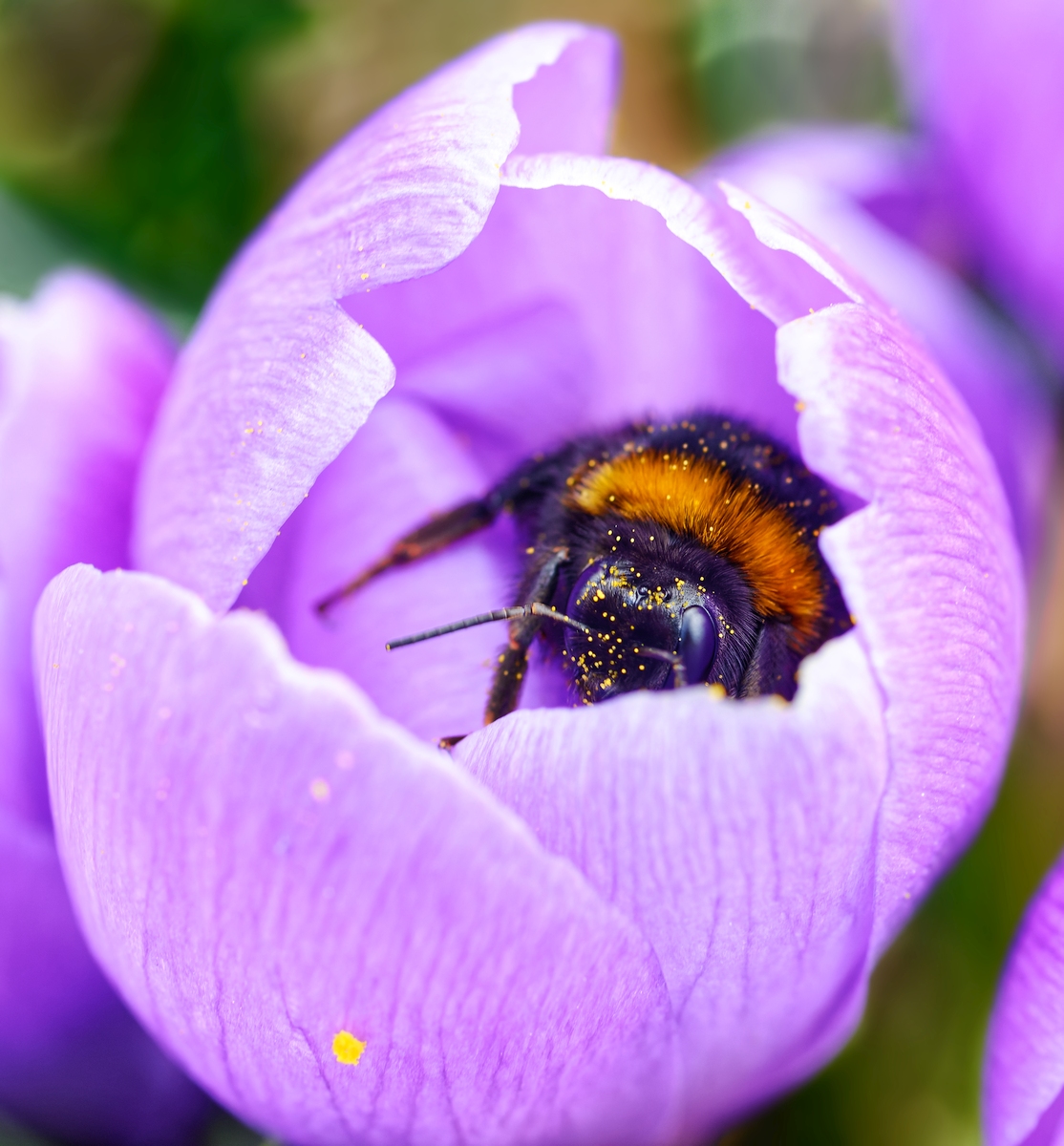 Krokus mit Besucher.jpg