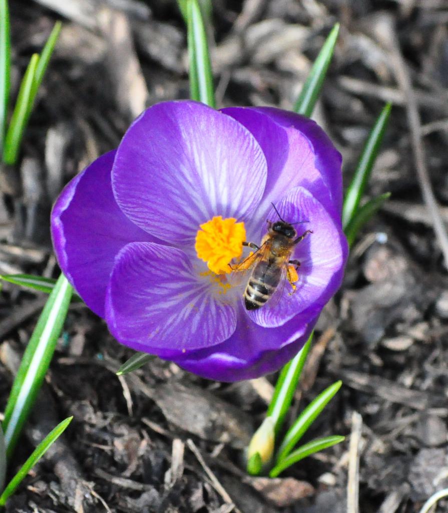Krokus mit Biene