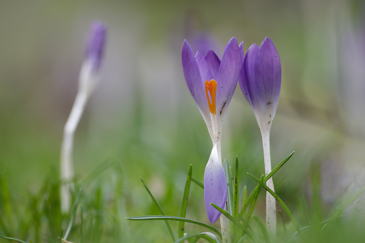 Krokus N2115150