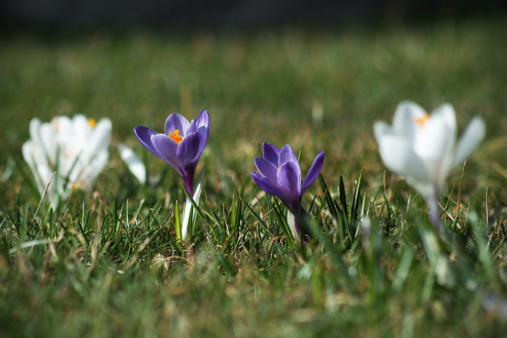 Krokus