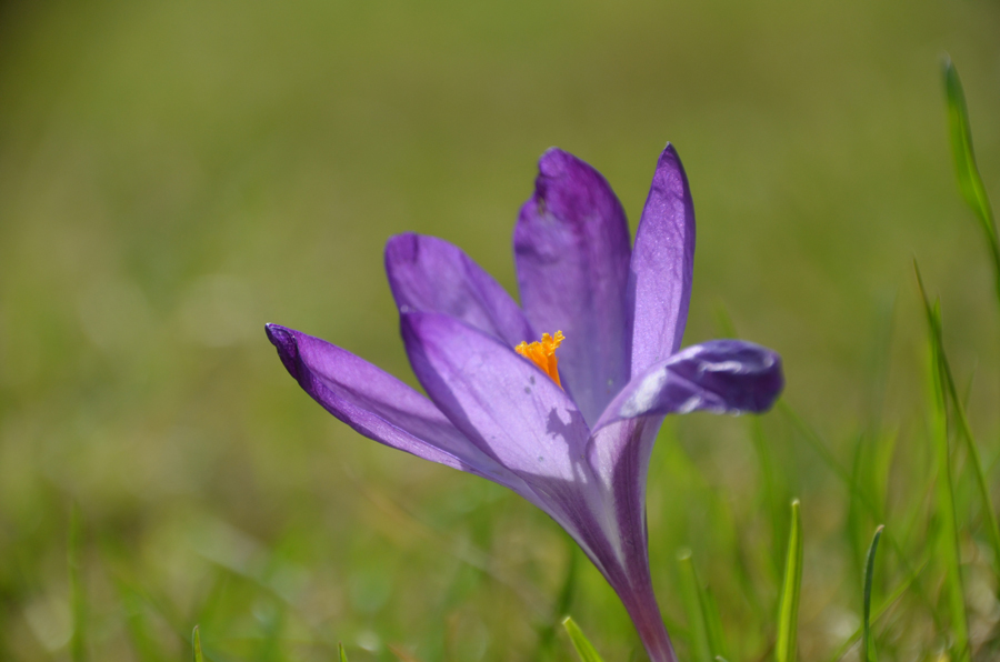 Krokus