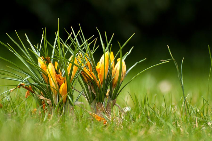 Krokus