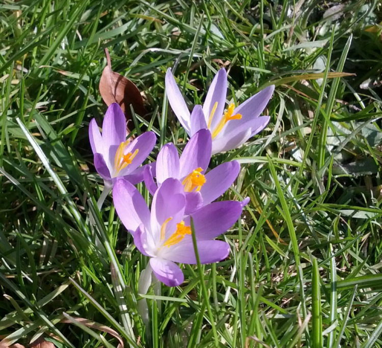 Krokus