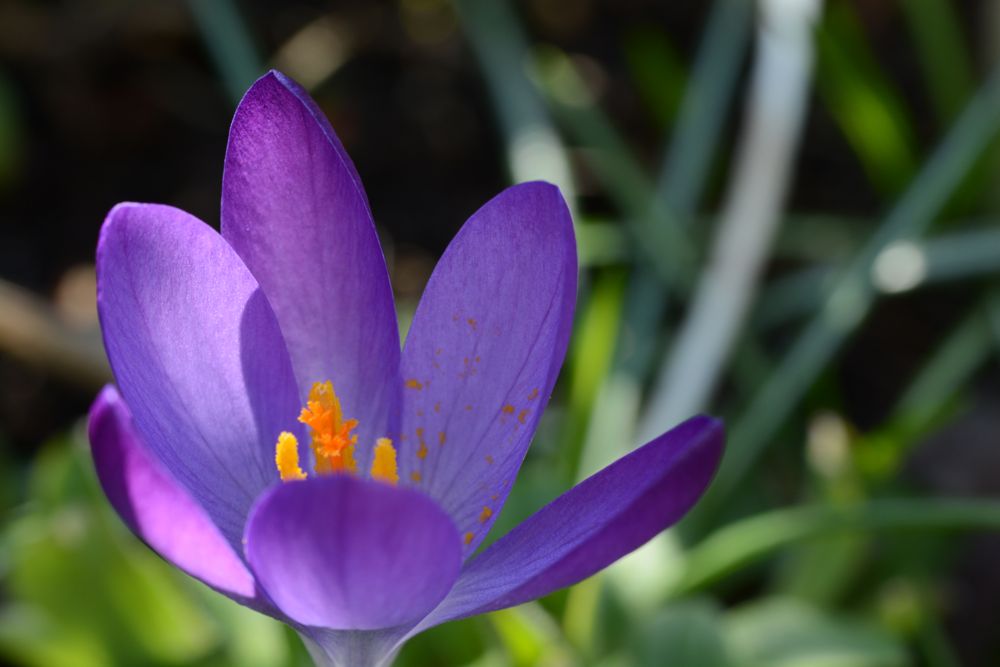 krokus