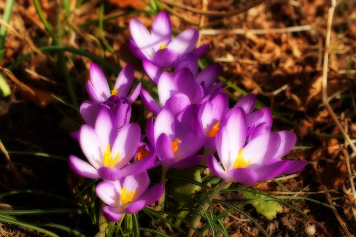 Krokus