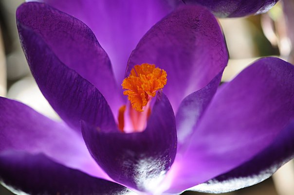 Krokus