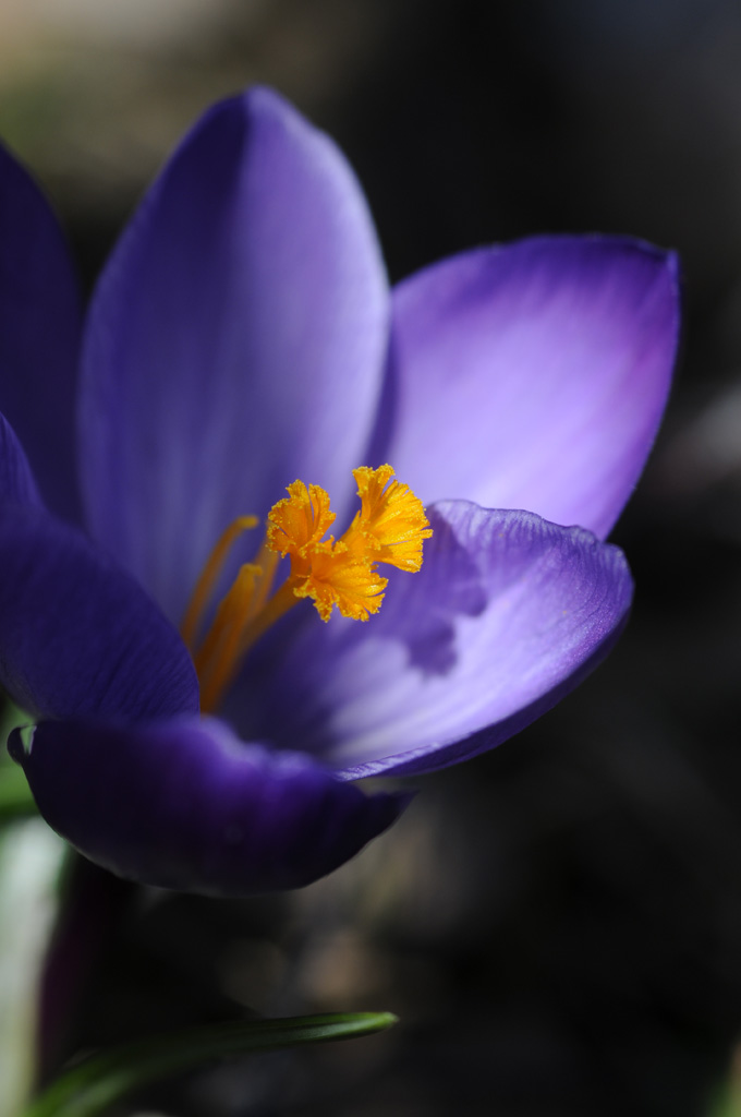 Krokus
