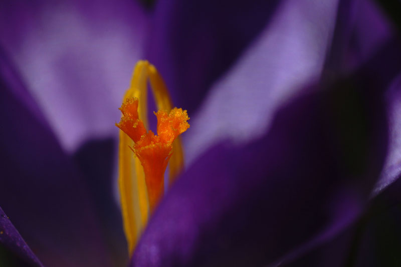 Krokus
