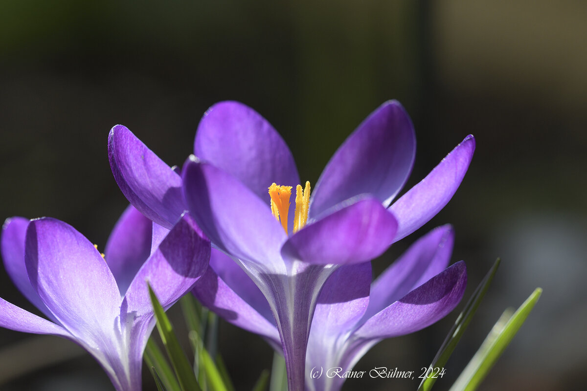 Krokus_D500_DSC1434_10x15.jpg