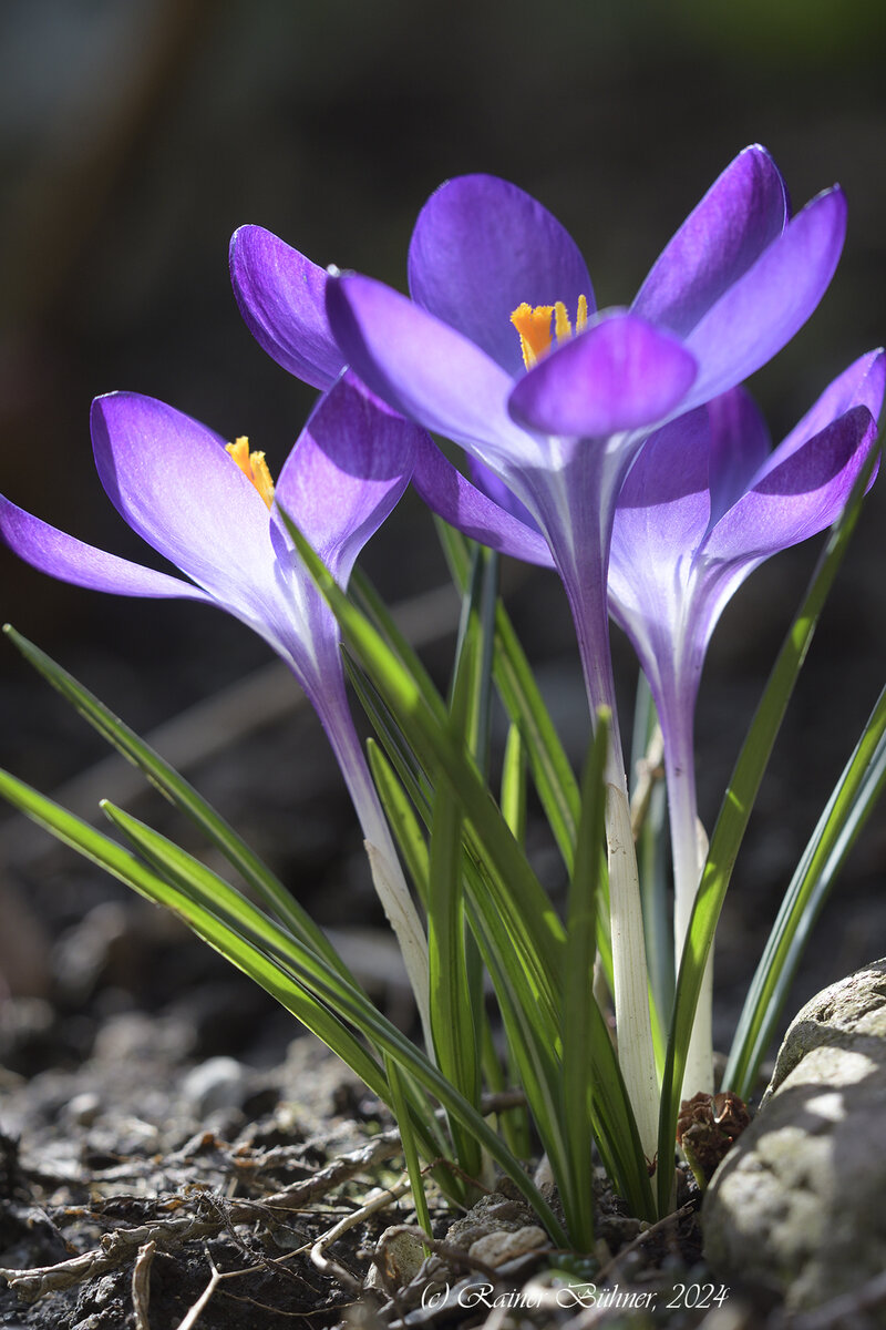 Krokus_D500_DSC1437_10x15.jpg