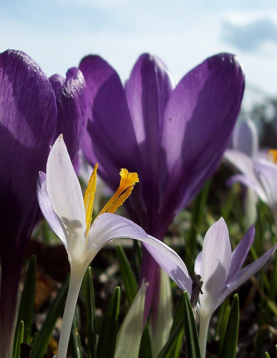 Krokusse 073h