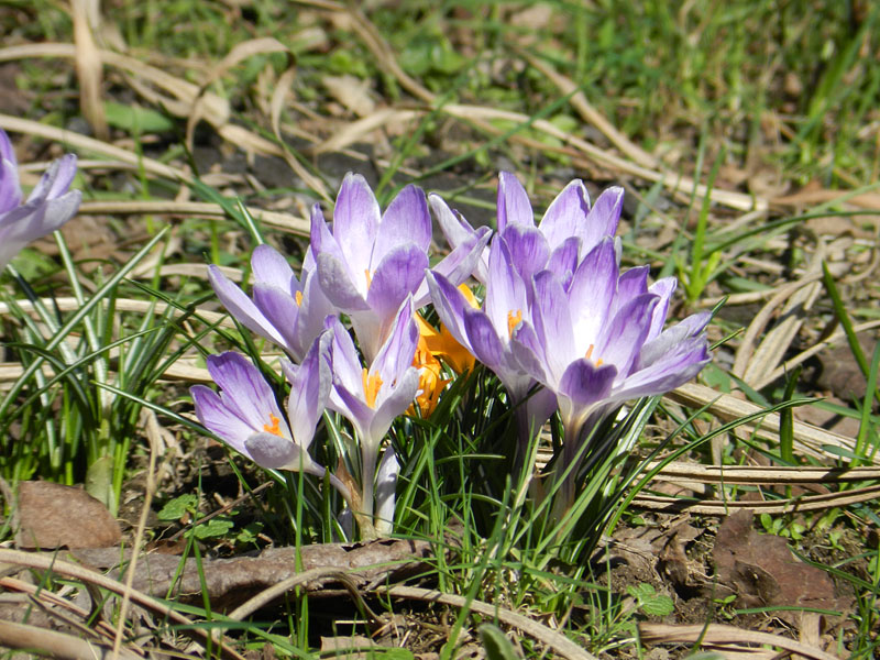 Krokusse