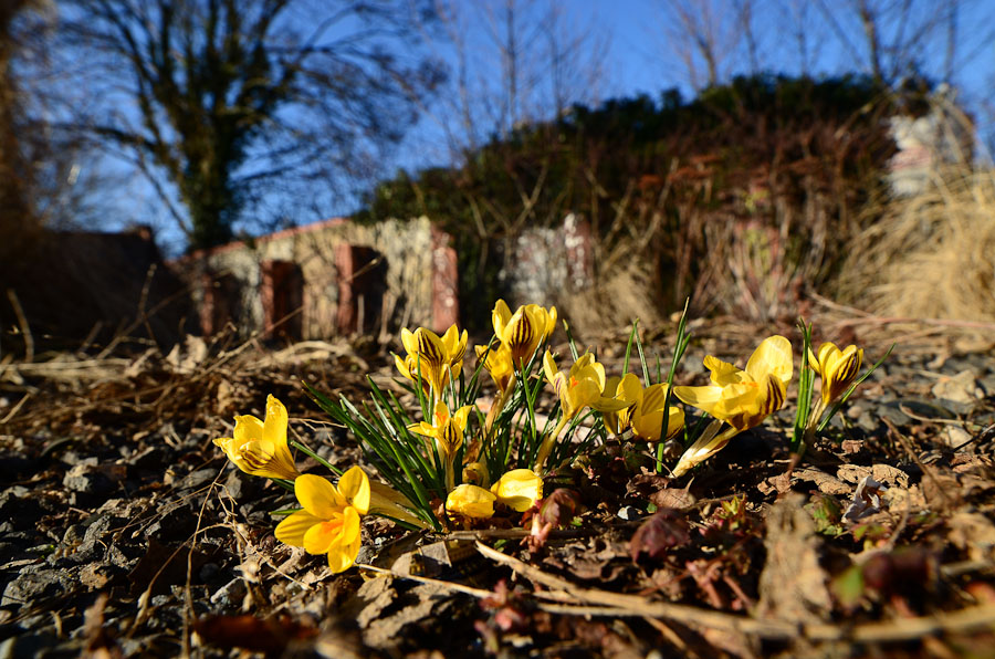 Krokusse