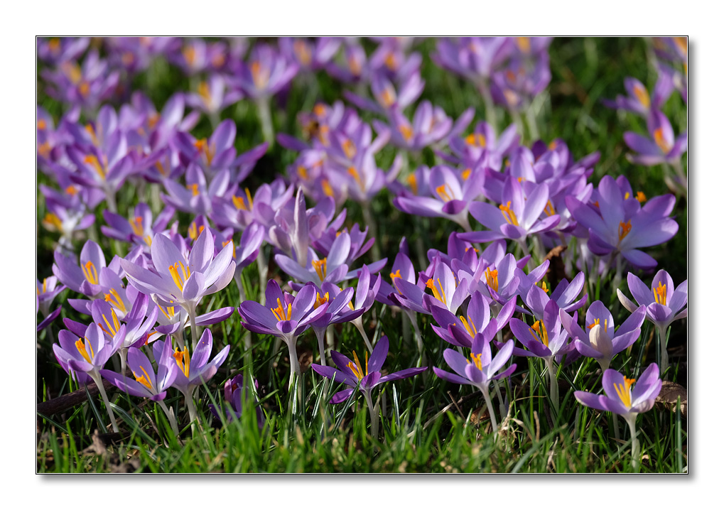 Krokusse