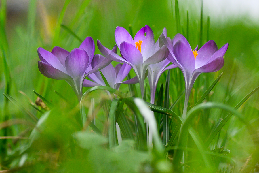 Krokusse