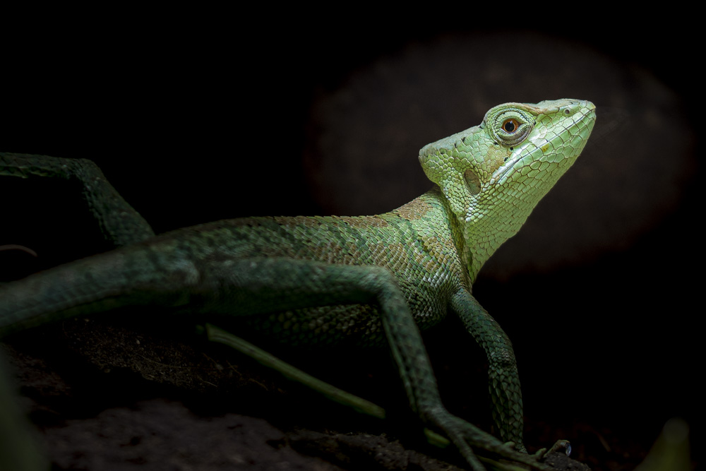 Kronenbasilisk
