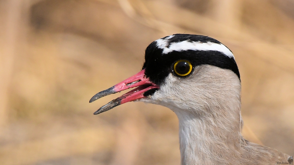 Kronenkiebitz (crowned lapwing)
Katavi Nationalpark

s1076 Katavi Crowned Lapwing 7780