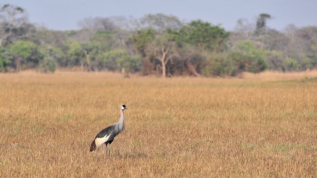 Kronenkranich
Busanga Plains, Kafue
4158