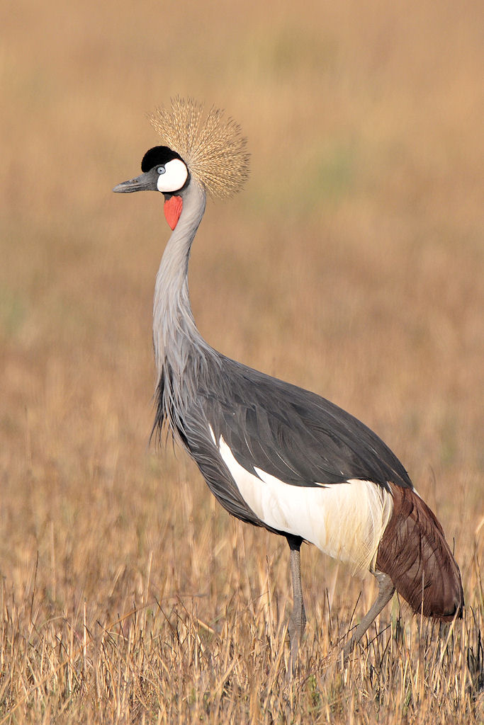 Kronenkranich
Busanga Plains, Kafue
6444 h