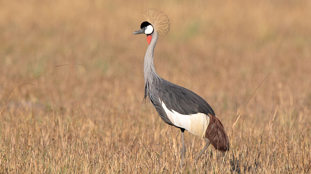 Kronenkranich
Busanga Plains, Kafue
6444
