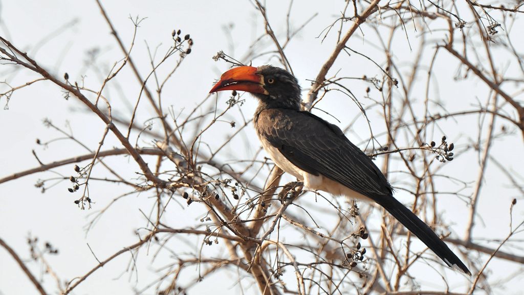 Kronentoko (Crowned Hornbill)
9807